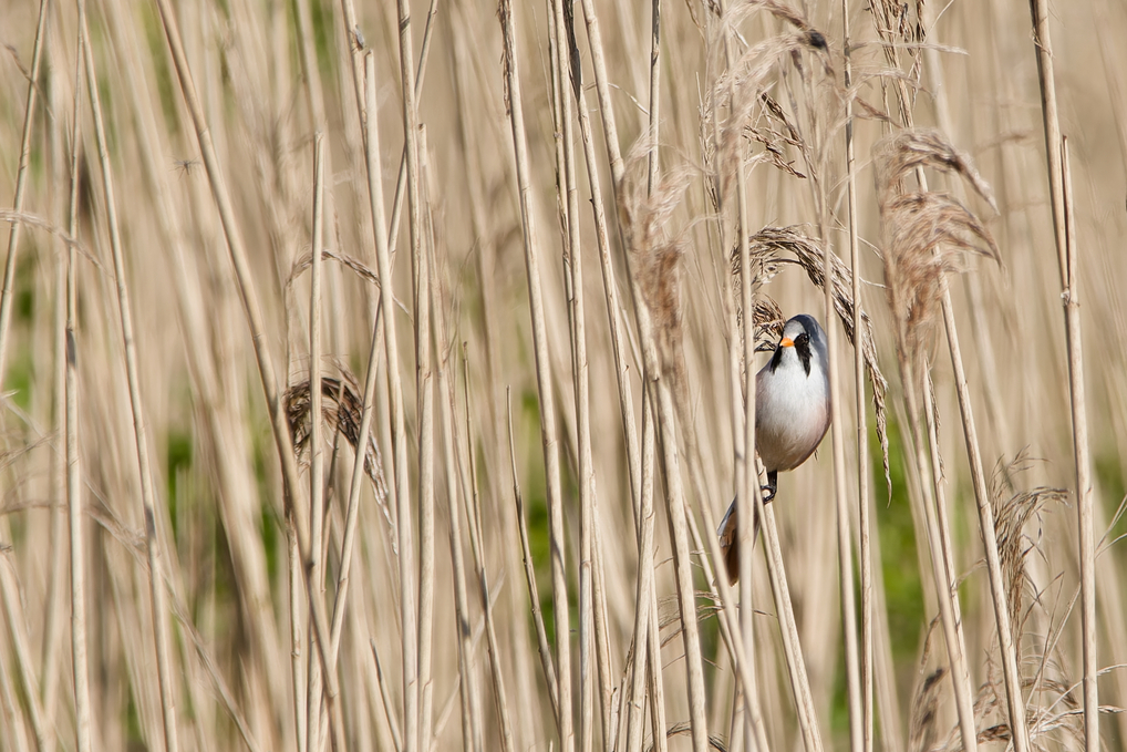 Photo of Bearded Tit